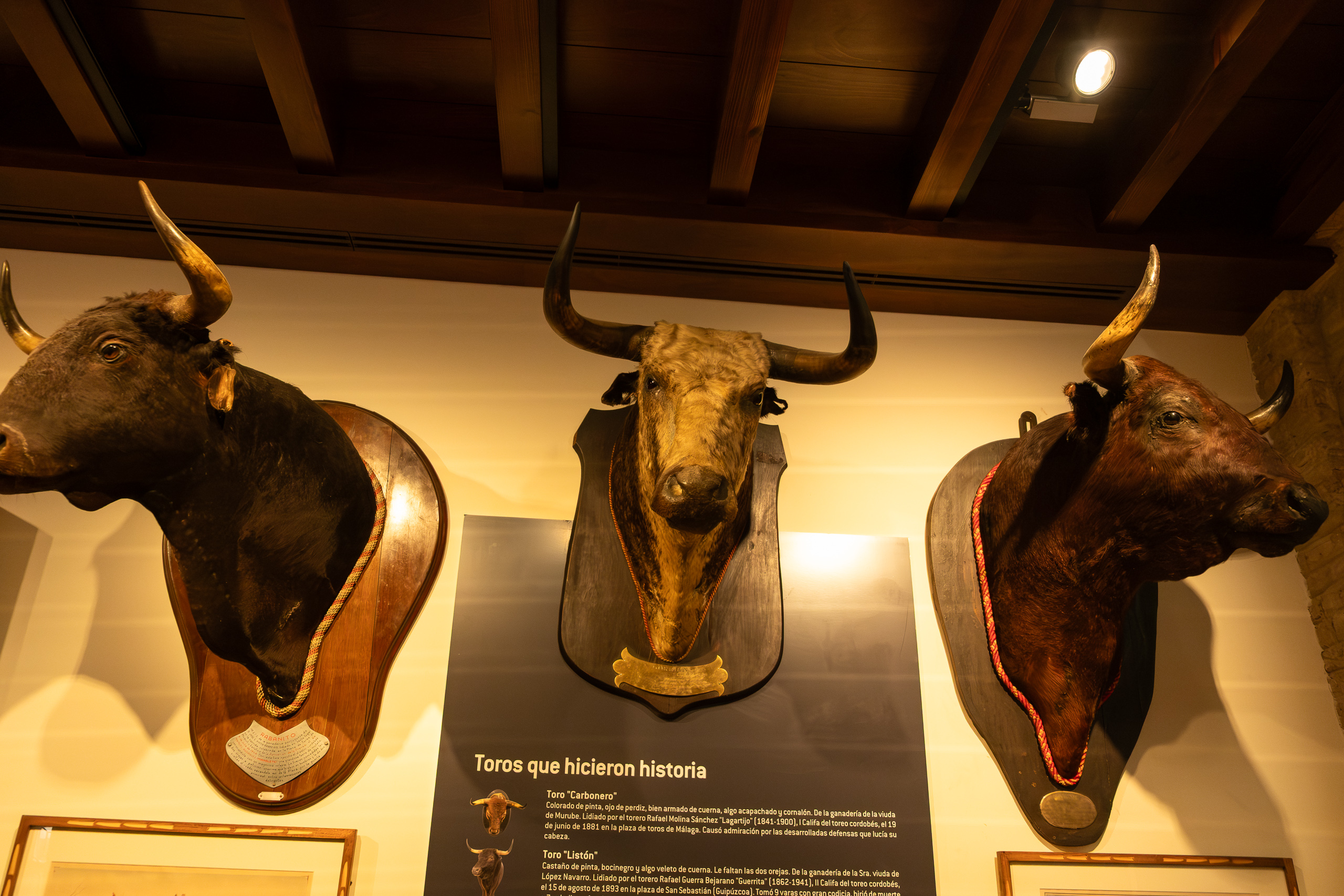 Toros que hicieron historia – berühmte Stiere im Stierkampfmuseum